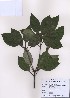  ( - PDBK2009-0101)  @11 [ ] Copyright (2009) Ki Joong Kim Korea University Herbarium (KUS)