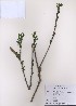  ( - PDBK2009-0181)  @11 [ ] Copyright (2009) Ki Joong Kim Korea University Herbarium (KUS)