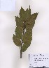  ( - PDBK2009-0243)  @11 [ ] Copyright (2009) Ki Joong Kim Korea University Herbarium (KUS)