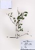  (Spiraea prunifolia - PDBK2009-0404)  @11 [ ] Copyright (2009) Ki Joong Kim Korea University Herbarium (KUS)