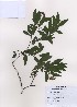  ( - PDBK2009-0624)  @11 [ ] Copyright (2009) Ki Joong Kim Korea University Herbarium (KUS)
