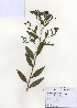  ( - PDBK2009-0635)  @11 [ ] Copyright (2009) Ki Joong Kim Korea University Herbarium (KUS)