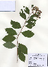  (Spiraea fritschiana - PDBK2009-0699)  @11 [ ] Copyright (2009) Ki Joong Kim Korea University Herbarium (KUS)