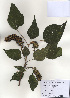  ( - PDBK2009-1206)  @11 [ ] Copyright (2009) Ki Joong Kim Korea University Herbarium (KUS)