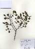  ( - PDBK2009-1288)  @11 [ ] Copyright (2009) Ki Joong Kim Korea University Herbarium (KUS)