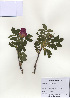  ( - PDBK2009-1296)  @11 [ ] Copyright (2009) Ki Joong Kim Korea University Herbarium (KUS)