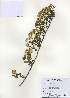  ( - PDBK2009-1324)  @11 [ ] Copyright (2009) Ki Joong Kim Korea University Herbarium (KUS)