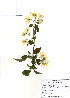  (Malus baccata - PDBK2010-0255)  @11 [ ] Copyright (2010) Ki Joong Kim Korea University Herbarium (KUS)