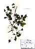  ( - PDBK2010-0288)  @11 [ ] Copyright (2010) Ki Joong Kim Korea University Herbarium (KUS)