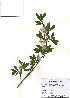  (Salix koriyanagi - PDBK2010-0305)  @11 [ ] Copyright (2010) Ki Joong Kim Korea University Herbarium (KUS)