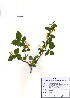  ( - PDBK2010-0417)  @11 [ ] Copyright (2010) Ki Joong Kim Korea University Herbarium (KUS)