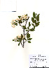  ( - PDBK2010-0529)  @11 [ ] Copyright (2010) Ki Joong Kim Korea University Herbarium (KUS)