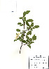  ( - PDBK2010-0531)  @11 [ ] Copyright (2010) Ki Joong Kim Korea University Herbarium (KUS)