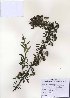  (Spiraea thunbergii - PDBK2010-1021)  @11 [ ] Copyright (2010) Ki Joong Kim Korea University Herbarium (KUS)