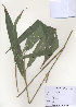  (Pseudosasa japonica - PDBK2010-1412)  @11 [ ] Copyright (2010) Ki Joong Kim Korea University Herbarium (KUS)
