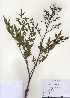  ( - PDBK2010-1424)  @11 [ ] Copyright (2010) Ki Joong Kim Korea University Herbarium (KUS)