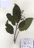  ( - PDBK2010-1447)  @11 [ ] Copyright (2010) Ki Joong Kim Korea University Herbarium (KUS)