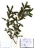  (Salix integra - PDBK2010-1702)  @11 [ ] Copyright (2010) Ki Joong Kim Korea University Herbarium (KUS)