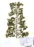  (Spiraea trichocarpa - PDBK2010-1768)  @11 [ ] Copyright (2010) Ki Joong Kim Korea University Herbarium (KUS)