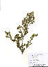  ( - PDBK2010-1782)  @11 [ ] Copyright (2010) Ki Joong Kim Korea University Herbarium (KUS)