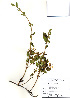  ( - PDBK2010-1828)  @11 [ ] Copyright (2010) Ki Joong Kim Korea University Herbarium (KUS)