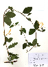  ( - PDBK2010-1888)  @11 [ ] Copyright (2010) Ki Joong Kim Korea University Herbarium (KUS)