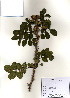  ( - PDBK2010-1990)  @11 [ ] Copyright (2010) Ki Joong Kim Korea University Herbarium (KUS)