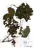  (Vitis amurensis - PDBK2010-2117)  @11 [ ] Copyright (2010) Ki Joong Kim Korea University Herbarium (KUS)