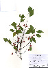  (Euonymus maackii - PDBK2010-2217)  @11 [ ] Copyright (2010) Ki Joong Kim Korea University Herbarium (KUS)