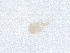  ( - PCPEAT-0104)  @11 [ ] CreativeCommons - Attribution Share Alike (2025) CBG Photography Group Centre for Biodiversity Genomics