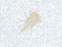  ( - PCPEAT-0105)  @11 [ ] CreativeCommons - Attribution Share Alike (2025) CBG Photography Group Centre for Biodiversity Genomics