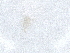  ( - PCPEAT-0986)  @11 [ ] CreativeCommons - Attribution Share Alike (2025) CBG Photography Group Centre for Biodiversity Genomics