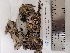  (Peltigera cf. canina - CCDB-51025-C05)  @11 [ ] CreativeCommons - Attribution Non-Commercial Share-Alike (2024) Canadian Museum of Nature Canadian Museum of Nature