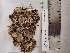  (Peltigera canina - CCDB-51025-F02)  @11 [ ] CreativeCommons - Attribution Non-Commercial Share-Alike (2024) Canadian Museum of Nature Canadian Museum of Nature