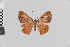  ( - Pe-Geo-3669)  @11 [ ] copyright (2020) Gunnar Brehm Phyletisches Museum Jena