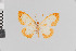  ( - Pe-Geo-3697)  @11 [ ] copyright (2020) Gunnar Brehm Phyletisches Museum Jena