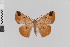  (Parilexia BOLD:AFH8517 - Pe-Geo-3741)  @11 [ ] copyright (2020) Gunnar Brehm Phyletisches Museum Jena