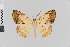  ( - Pe-Geo-3744)  @14 [ ] copyright (2020) Gunnar Brehm Phyletisches Museum Jena