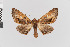  ( - Pe-Geo-3827)  @11 [ ] copyright (2020) Gunnar Brehm Phyletisches Museum Jena