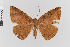  ( - Pe-Geo-3892)  @11 [ ] copyright (2020) Gunnar Brehm Phyletisches Museum Jena