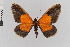  ( - Pe-Geo-3902)  @11 [ ] copyright (2020) Gunnar Brehm Phyletisches Museum Jena