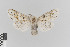  ( - KE-Lep-019)  @11 [ ] Copyright (2020) Gunnar Brehm Phyletisches Museum Jena