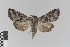  ( - KE-Lep-021)  @14 [ ] Copyright (2020) Gunnar Brehm Phyletisches Museum Jena