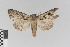 ( - KE-Lep-064)  @11 [ ] Copyright (2020) Gunnar Brehm Phyletisches Museum Jena