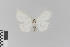  ( - KE-Lep-067)  @11 [ ] Copyright (2020) Gunnar Brehm Phyletisches Museum Jena