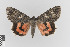  ( - KE-Lep-088)  @11 [ ] Copyright (2020) Gunnar Brehm Phyletisches Museum Jena