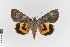  ( - KE-Lep-100)  @11 [ ] Copyright (2020) Gunnar Brehm Phyletisches Museum Jena