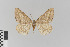  ( - KE-Lep-102)  @13 [ ] Copyright (2020) Gunnar Brehm Phyletisches Museum Jena
