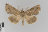  ( - KE-Lep-108)  @13 [ ] Copyright (2020) Gunnar Brehm Phyletisches Museum Jena