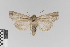  (Mythimna comma - KE-Lep-115)  @11 [ ] Copyright (2020) Gunnar Brehm Phyletisches Museum Jena